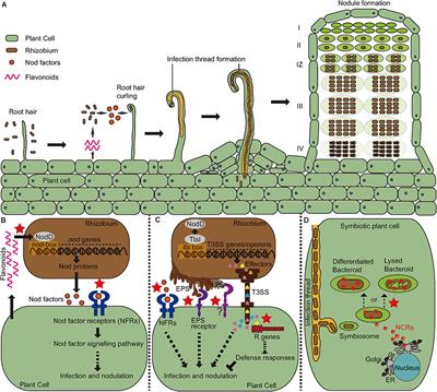 rhizobium bacteria and soybean plant